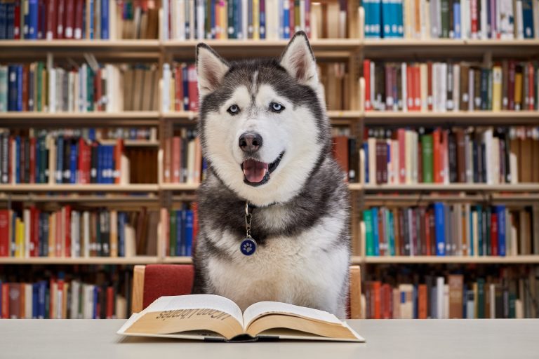Jonathan XIV sits on a chair in front of a table, which has an open book laid on it, at the Homer Babbidge Library.